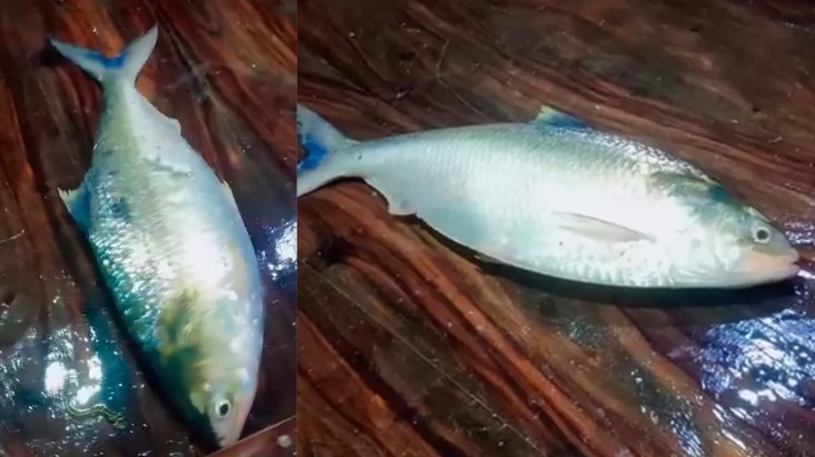 ১০ হাজার ৫৫০ টাকায় বিক্রি হলো ‘রাজা’ ইলিশ